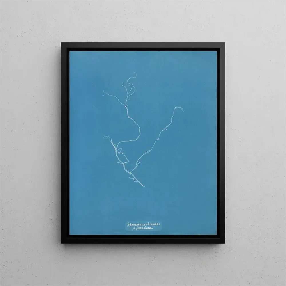 Gemälde Sporochnus rhizodes - Anna Atkins | Kunstdruck