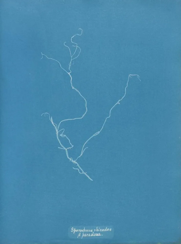Gemälde Sporochnus rhizodes - Anna Atkins | Kunstdruck