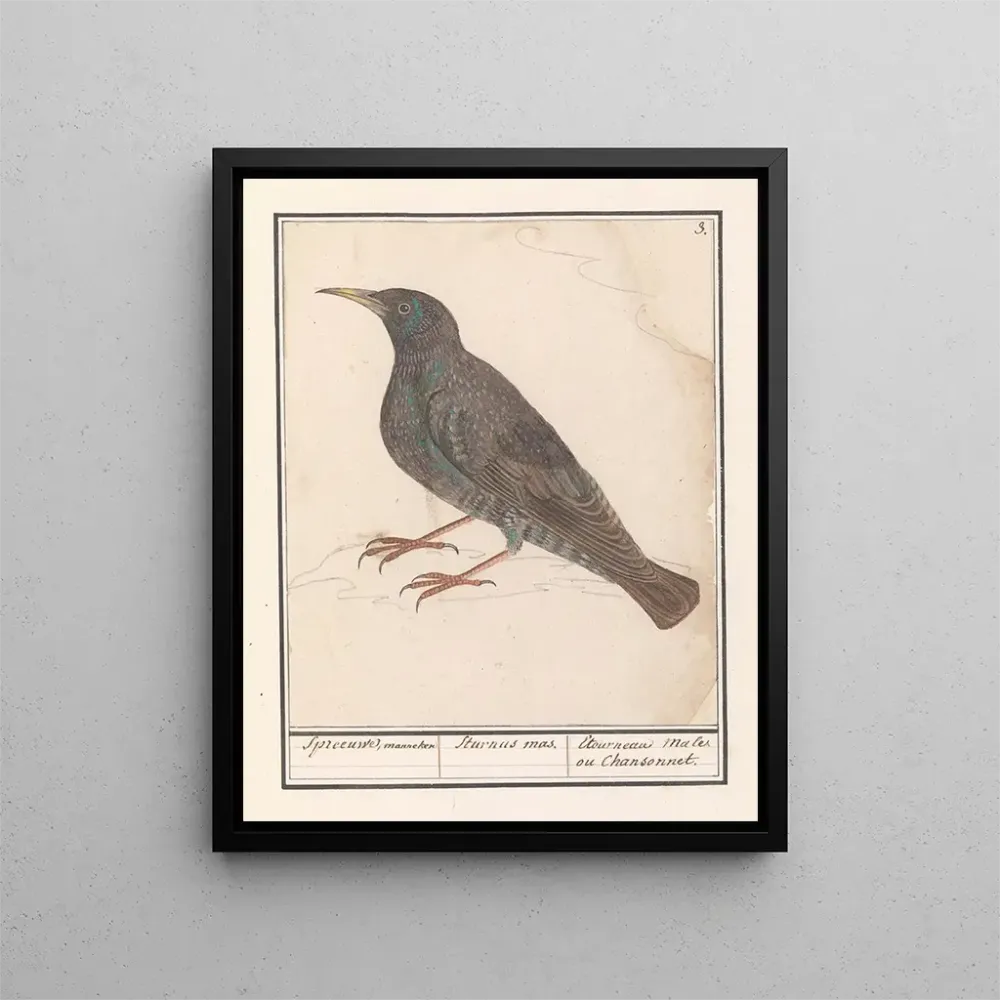 Gemälde Starenschnäpper Sturnus vulgaris - Anselmus Botius de Boodt | Kunstdruck