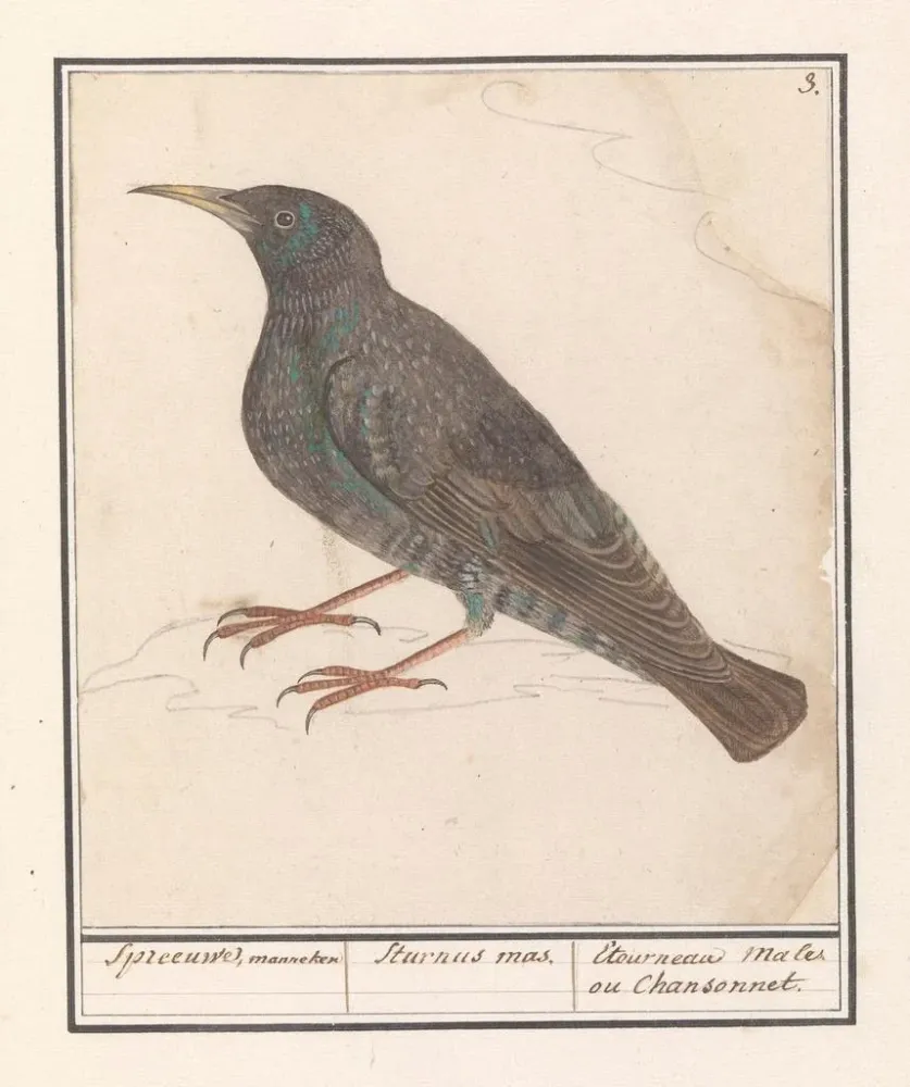 Gemälde Starenschnäpper Sturnus vulgaris - Anselmus Botius de Boodt | Kunstdruck