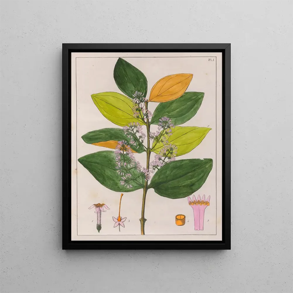 Gemälde Strychnos pseudoquina - Auguste de Saint-Hilaire | Kunstdruck