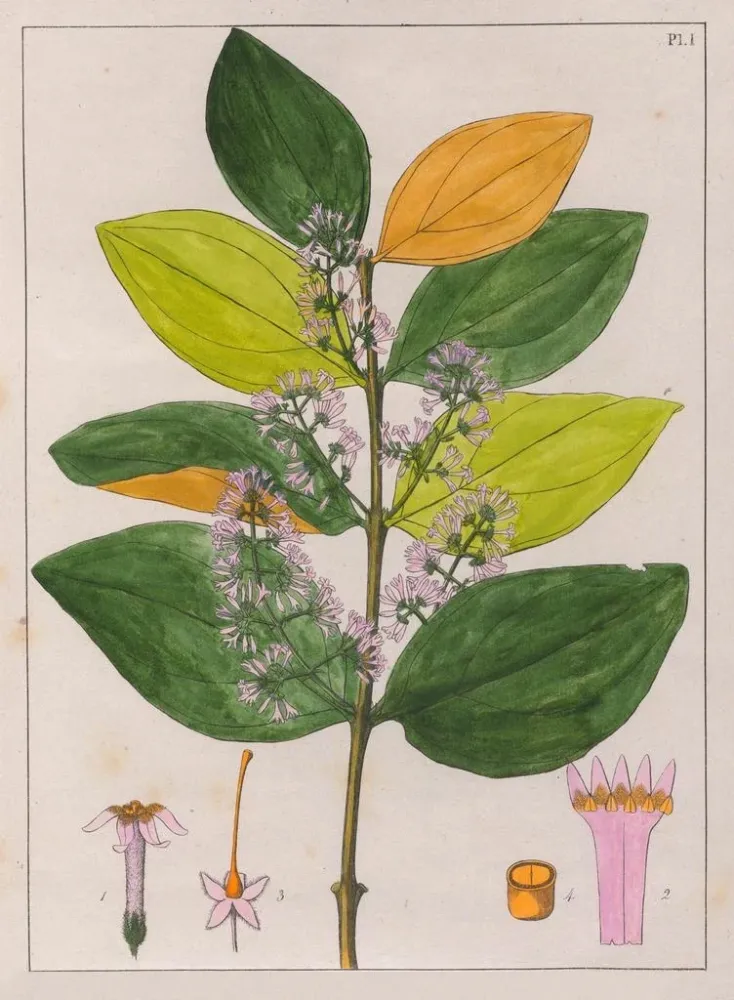 Gemälde Strychnos pseudoquina - Auguste de Saint-Hilaire | Kunstdruck