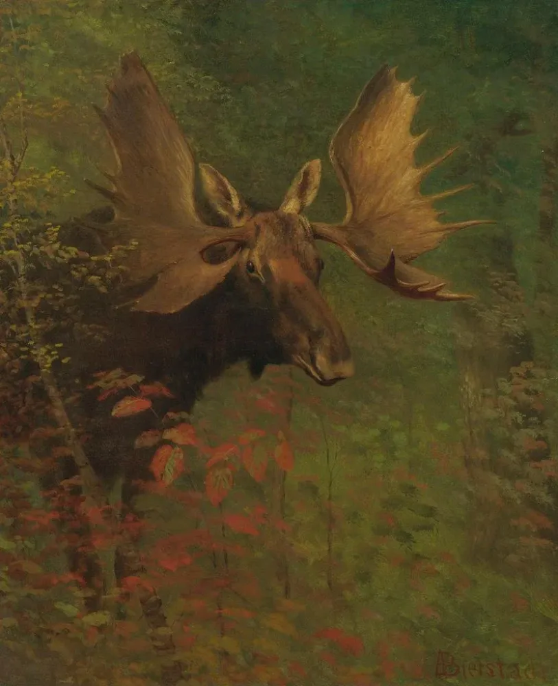 Gemälde Studie eines Elans - Albert Bierstadt | Kunstdruck