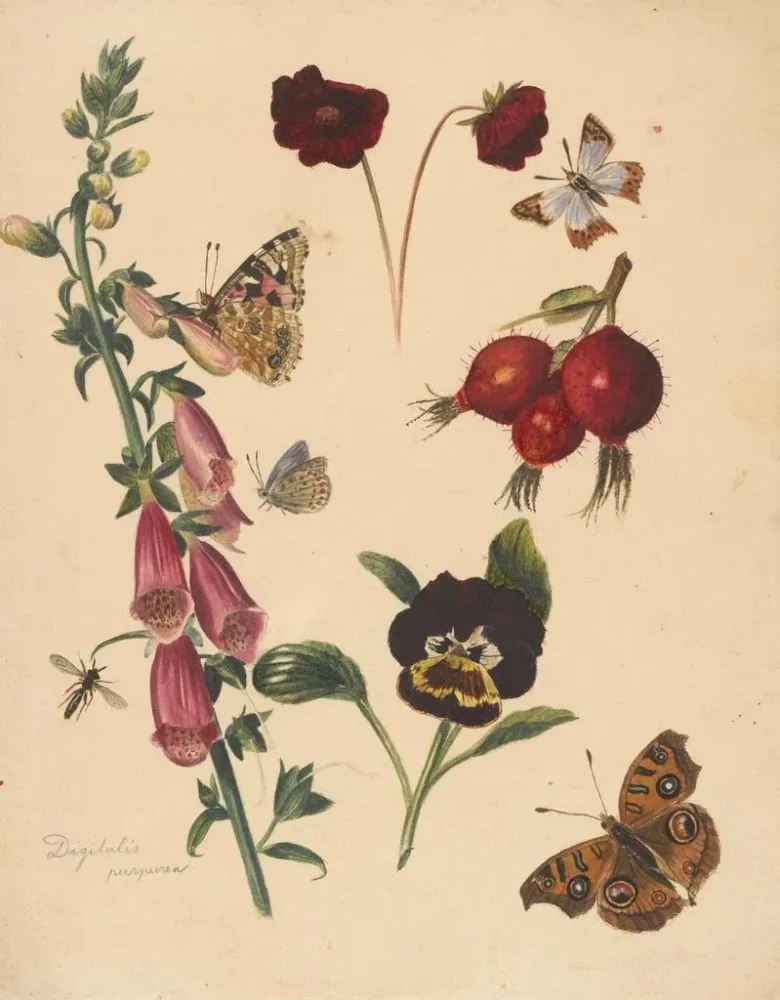 Gemälde Studienblatt mit Blumen und Schmetterlingen - Albertus Steenbergen | Kunstdruck