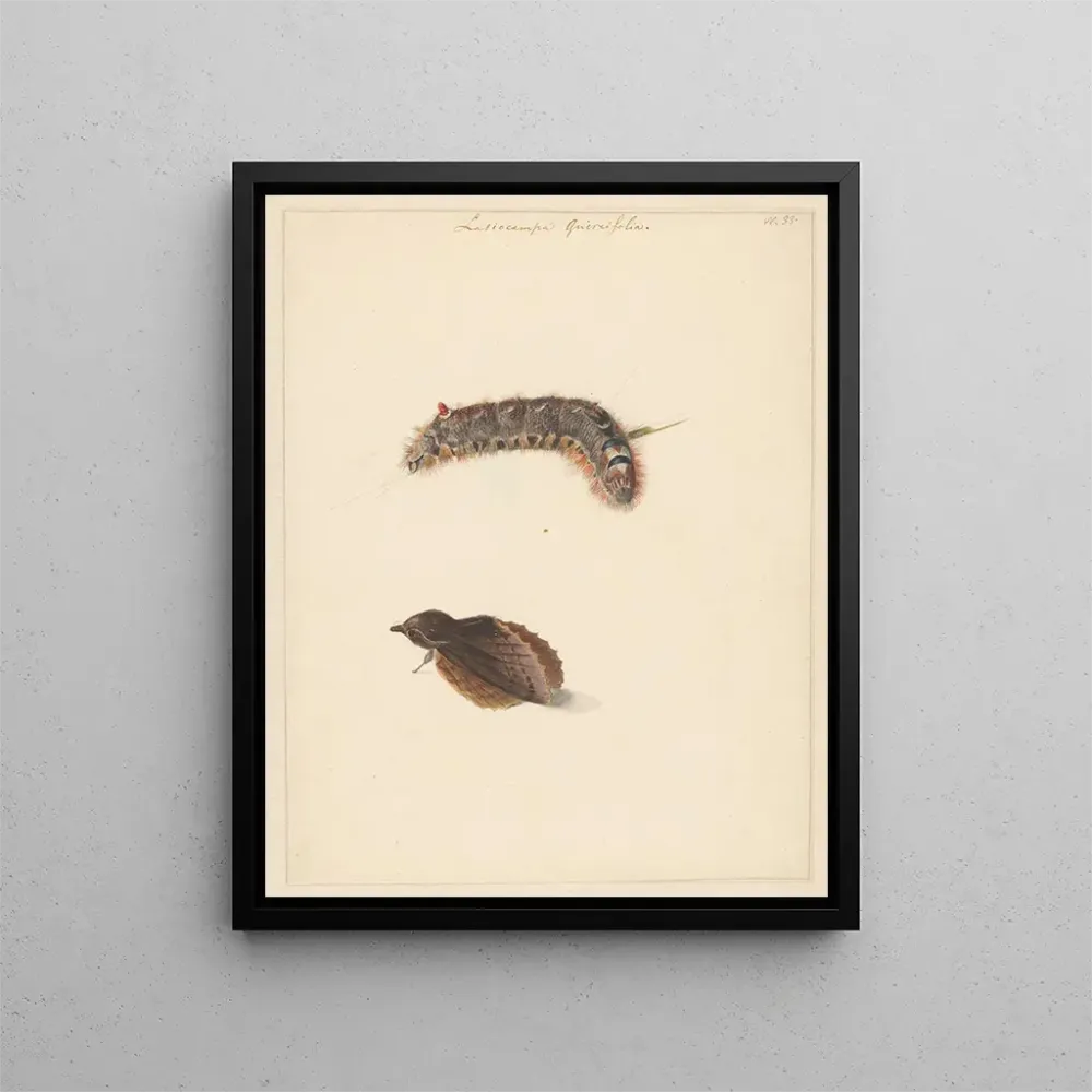 Gemälde Studienblatt mit Raupe und Nachtfaltern Lasiocampa Quireifolia - Albertus Steenbergen | Kunstdruck