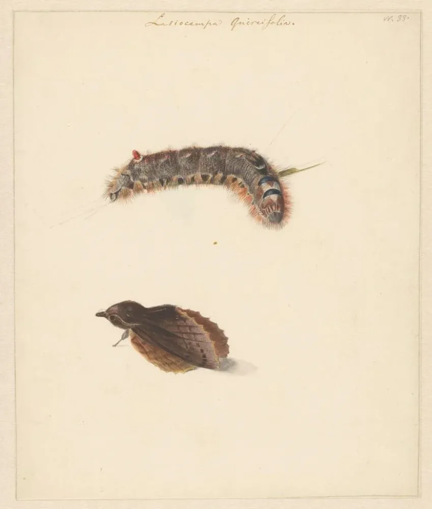 Gemälde Studienblatt mit Raupe und Nachtfaltern Lasiocampa Quireifolia - Albertus Steenbergen | Kunstdruck
