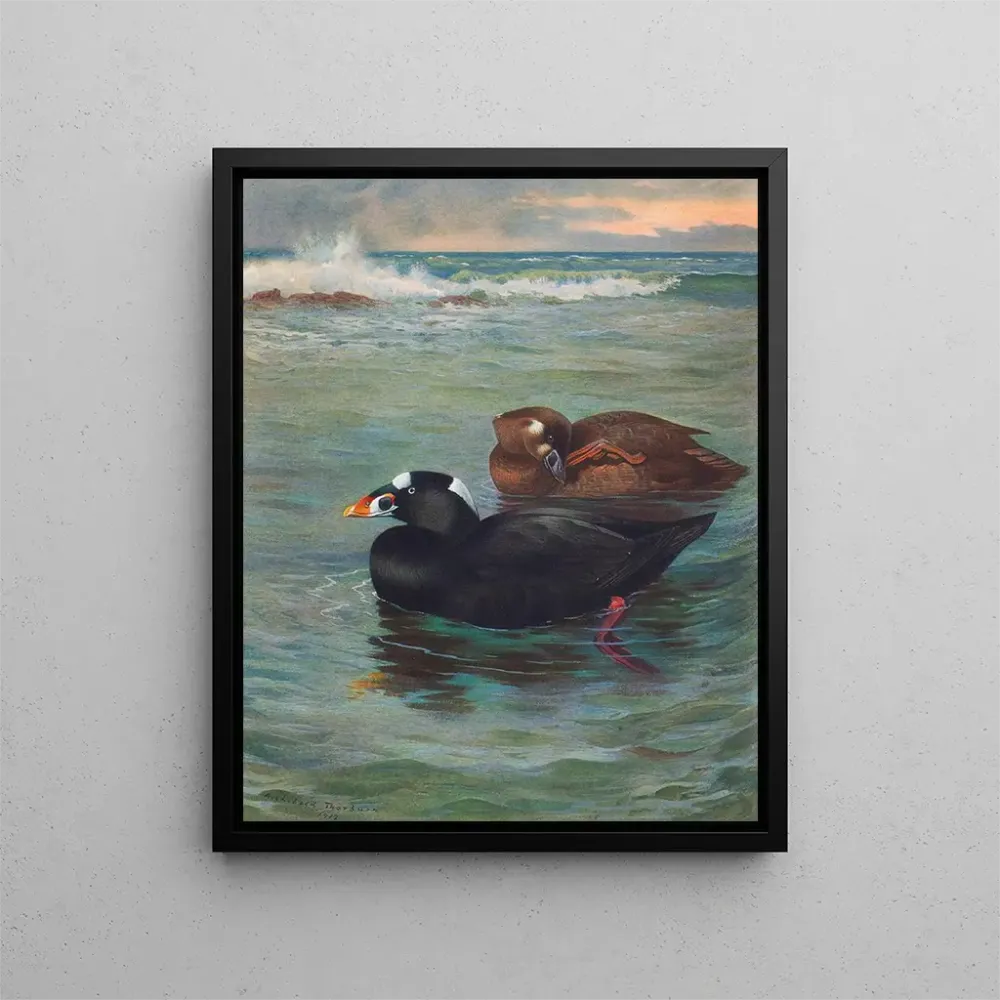 Gemälde Surf Scoter - Archibald Thorburn | Kunstdruck