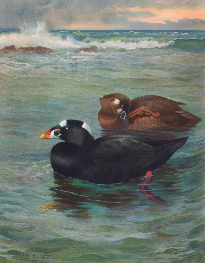 Gemälde Surf Scoter - Archibald Thorburn | Kunstdruck