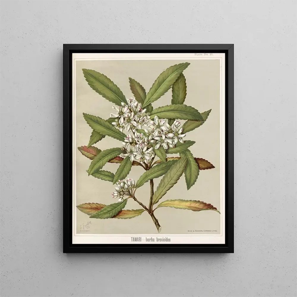 Gemälde Tawari Ixerba brexioides, Planche 31 - Sarah Featon | Kunstdruck