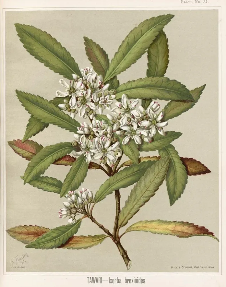 Gemälde Tawari Ixerba brexioides, Planche 31 - Sarah Featon | Kunstdruck
