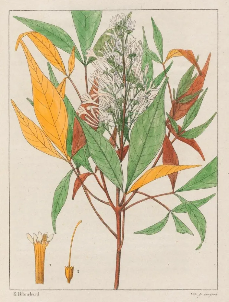 Gemälde Ticorea febrifuga - Auguste de Saint-Hilaire | Kunstdruck