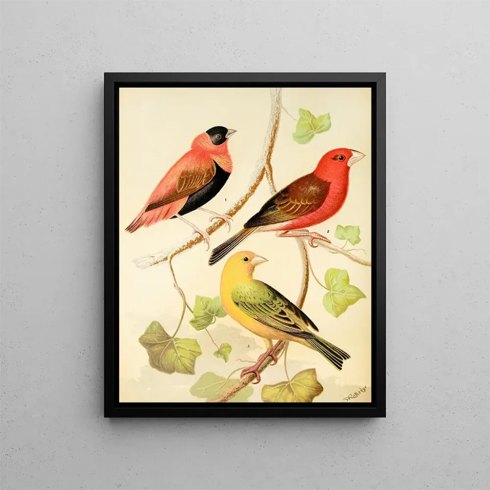 Gemälde Tisserands, orange Bouvreuil und Safran-Pinson aus Madagaskar - W. . Blakston | Kunstdruck