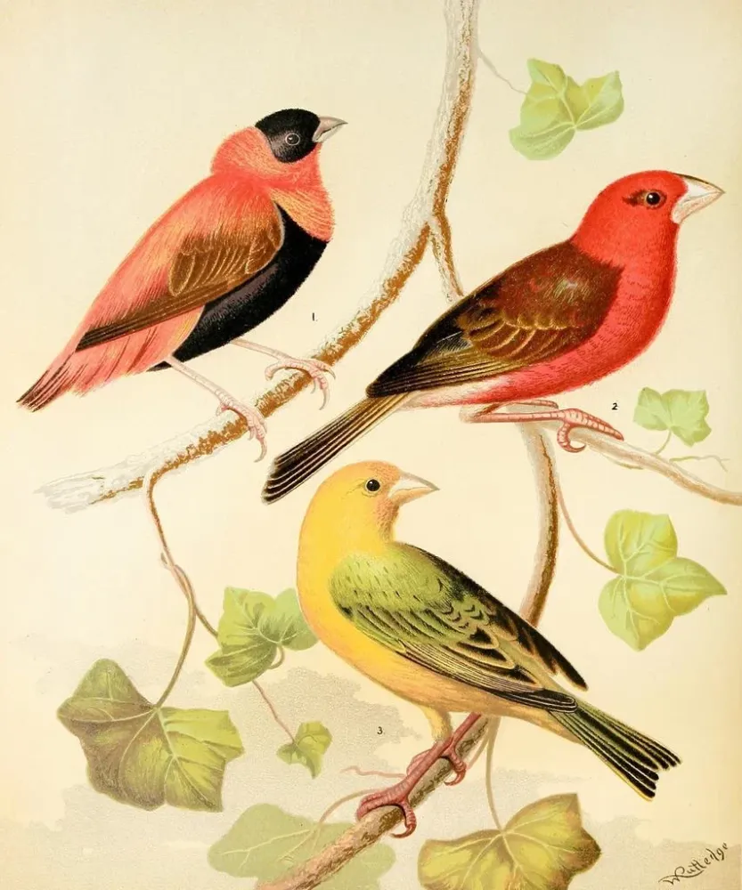 Gemälde Tisserands, orange Bouvreuil und Safran-Pinson aus Madagaskar - W. . Blakston | Kunstdruck