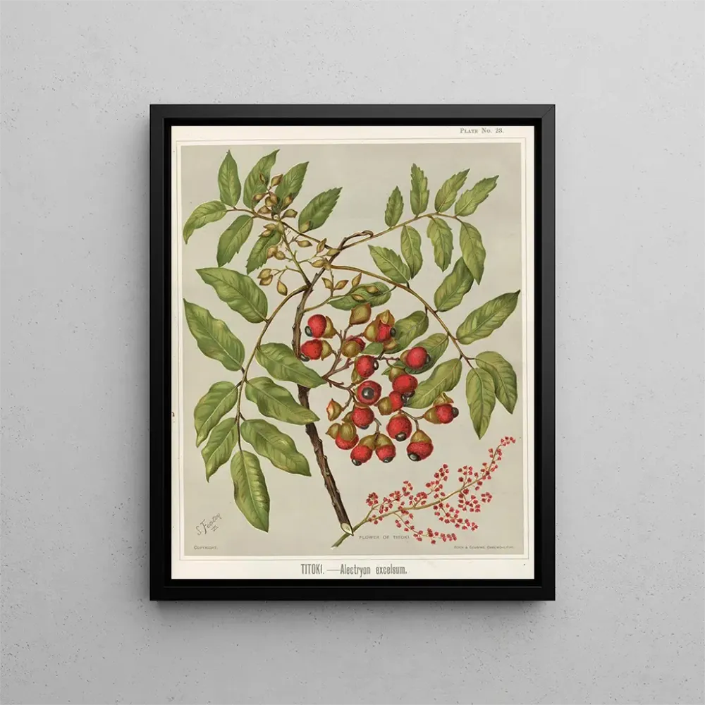 Gemälde Titoki Alectryon excelsum, Planche 23 - Sarah Featon | Kunstdruck