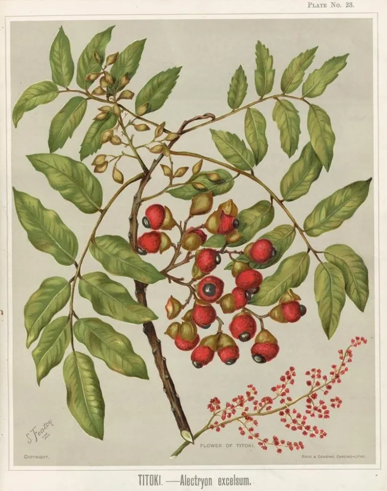 Gemälde Titoki Alectryon excelsum, Planche 23 - Sarah Featon | Kunstdruck