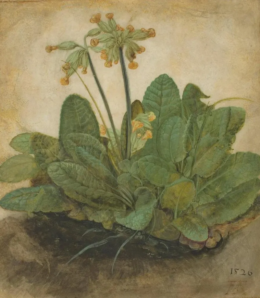 Gemälde Touffe de primevères - Albrecht Dürer | Kunstdruck