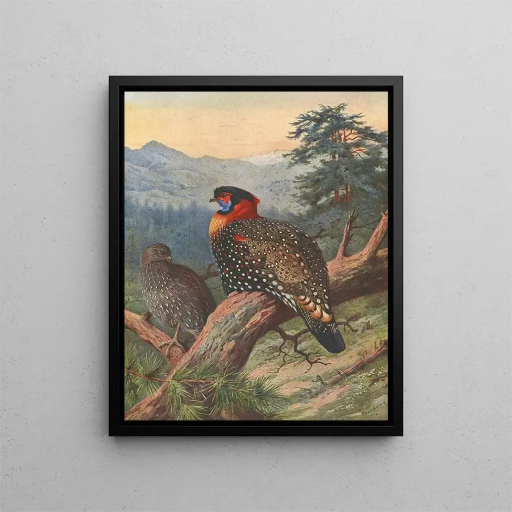 Gemälde Tragopan occidental - Archibald Thorburn | Kunstdruck
