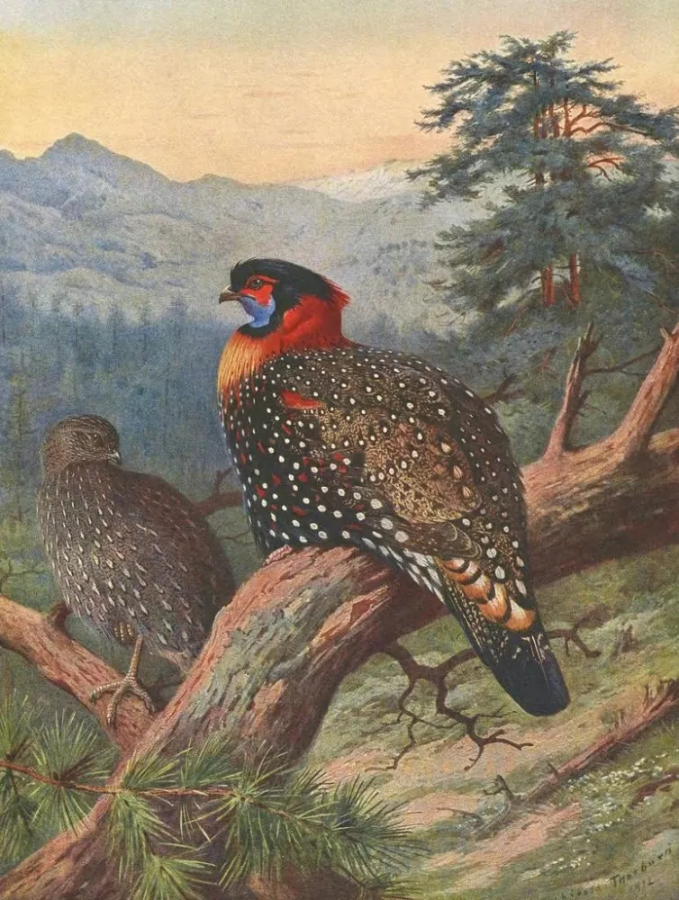 Gemälde Tragopan occidental - Archibald Thorburn | Kunstdruck