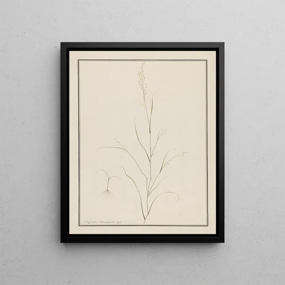 Gemälde Tête d'Eragrostis - Andrew Fyfe | Kunstdruck