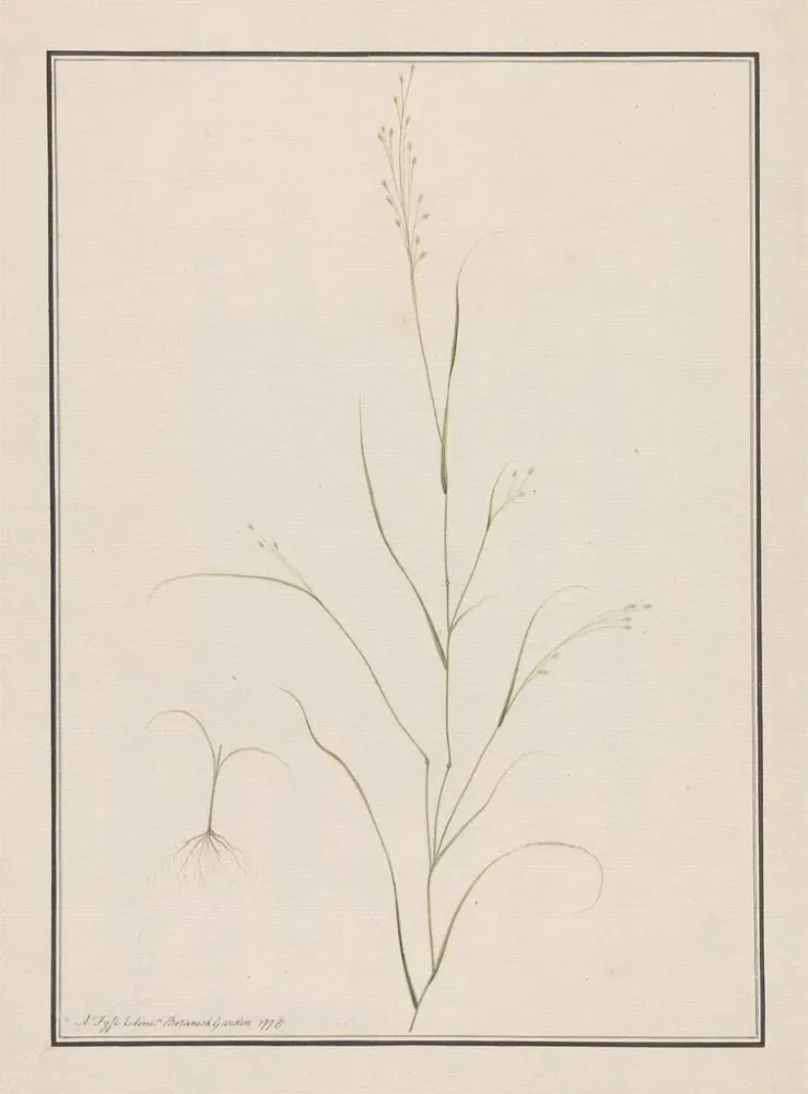 Gemälde Tête d'Eragrostis - Andrew Fyfe | Kunstdruck