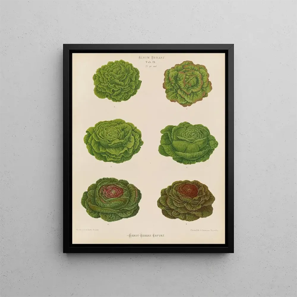 Gemälde Variétés de laitues de chou - Ernst Benary | Kunstdruck