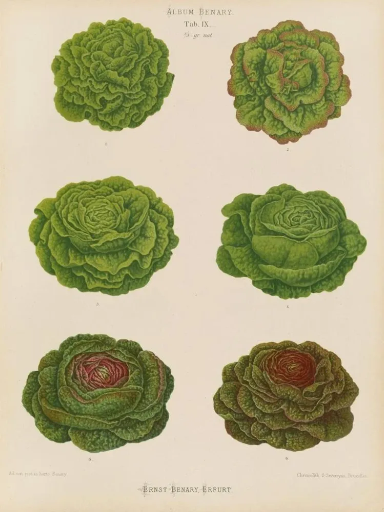 Gemälde Variétés de laitues de chou - Ernst Benary | Kunstdruck