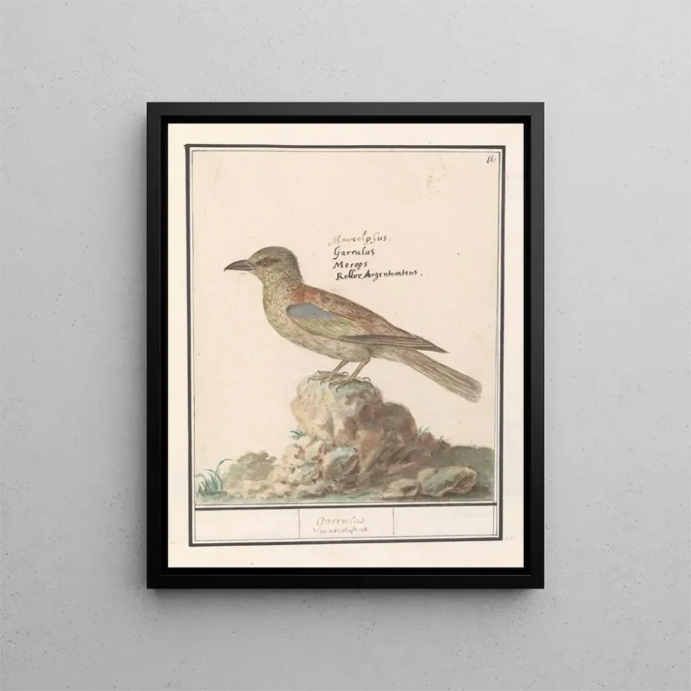 Gemälde Vlaamse Gaai Garrulus glandarius - Anselmus Botius de Boodt