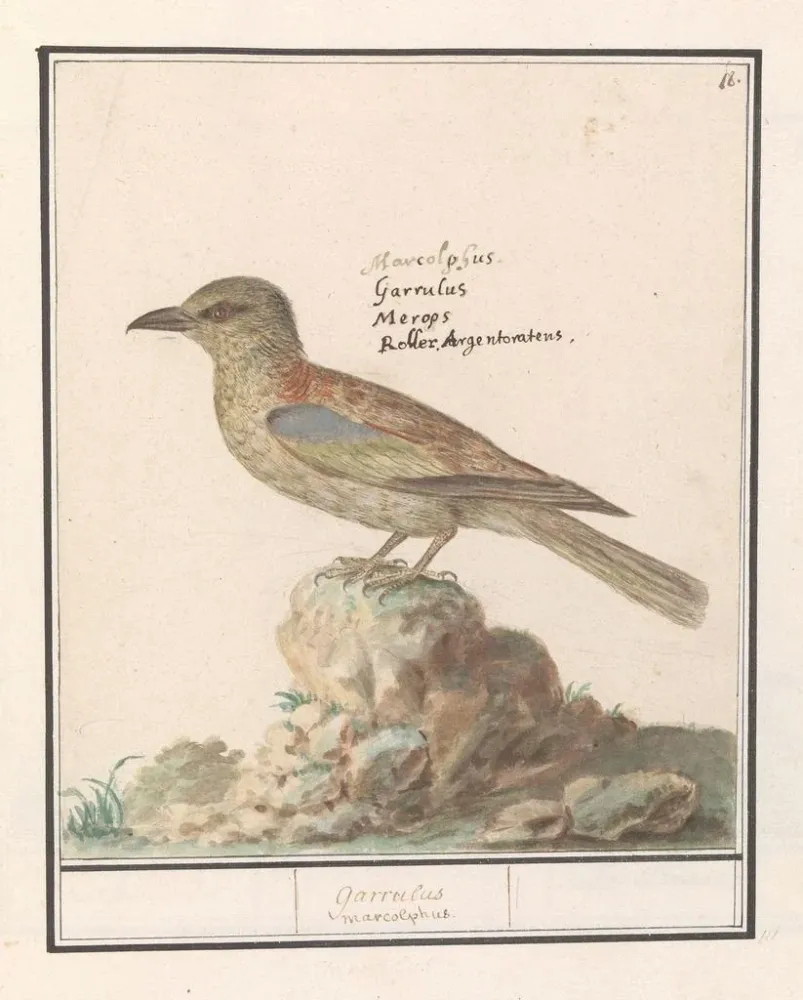 Gemälde Vlaamse Gaai Garrulus glandarius - Anselmus Botius de Boodt