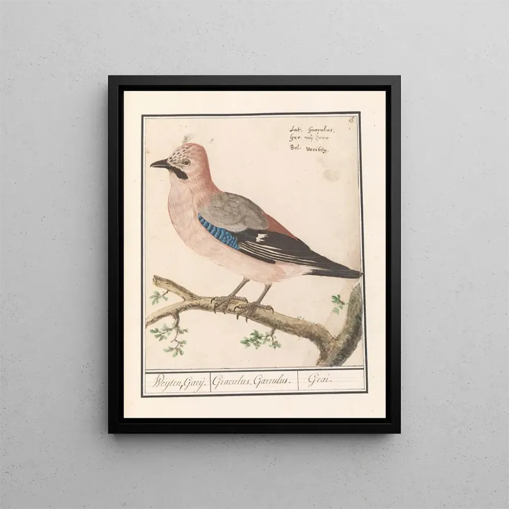 Gemälde Vlaamse gaai Garrulus glandarius (Cas Conflit) - Anselmus Botius de Boodt | Kunstdruck