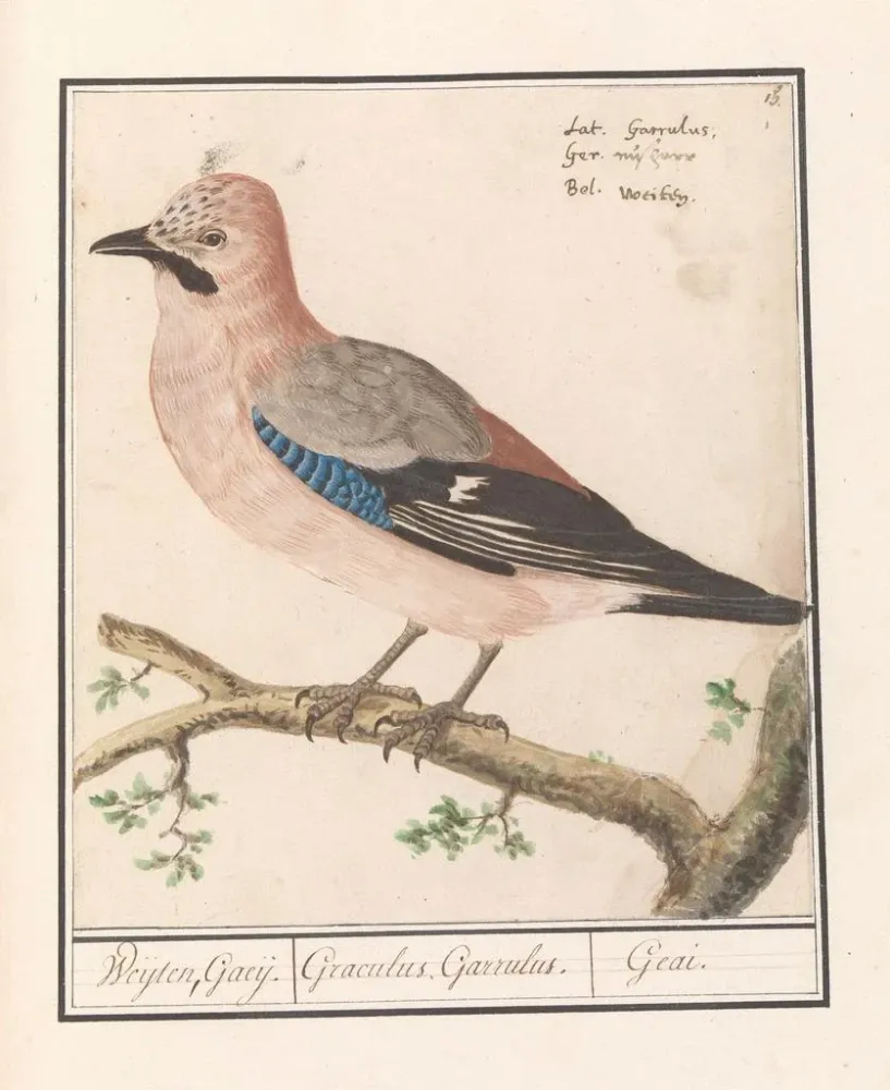 Gemälde Vlaamse gaai Garrulus glandarius (Cas Conflit) - Anselmus Botius de Boodt | Kunstdruck