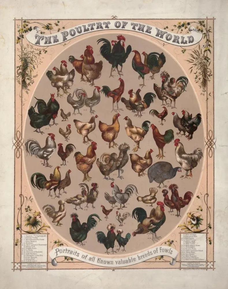 Gemälde La volaille du monde : portraits de toutes les races de volailles connues - Louis Prang Co | Kunstdruck