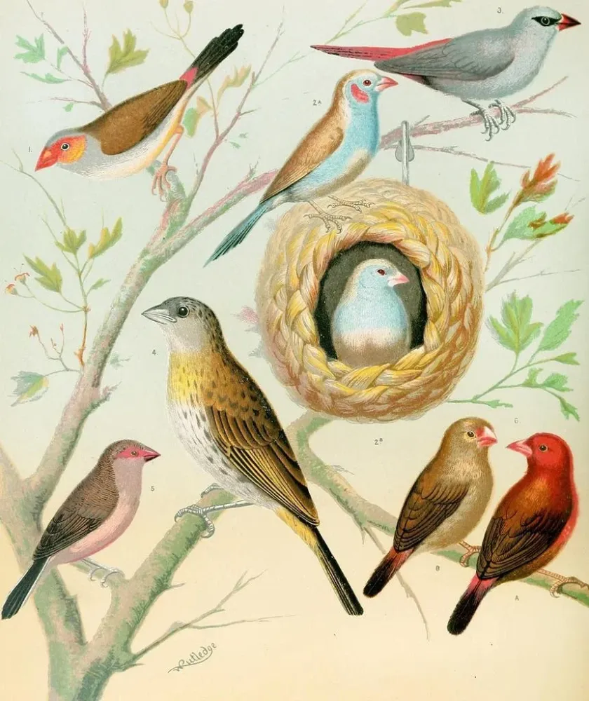 Gemälde Waxbills, Safran-Pinson und Feuerpinson aus Afrika - W. . Blakston | Kunstdruck