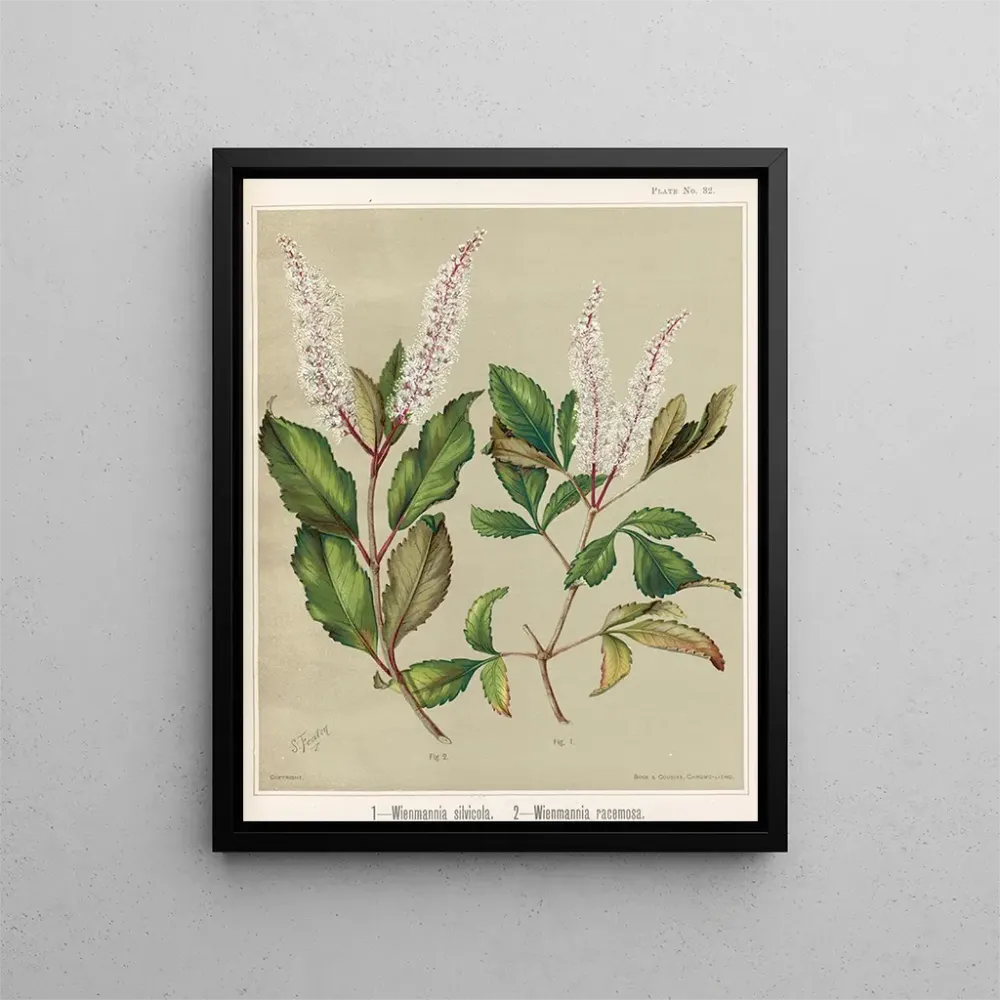 Gemälde 1 Weinmannia silvicola 2 Weinmannia racemosa - Sarah Featon | Kunstdruck