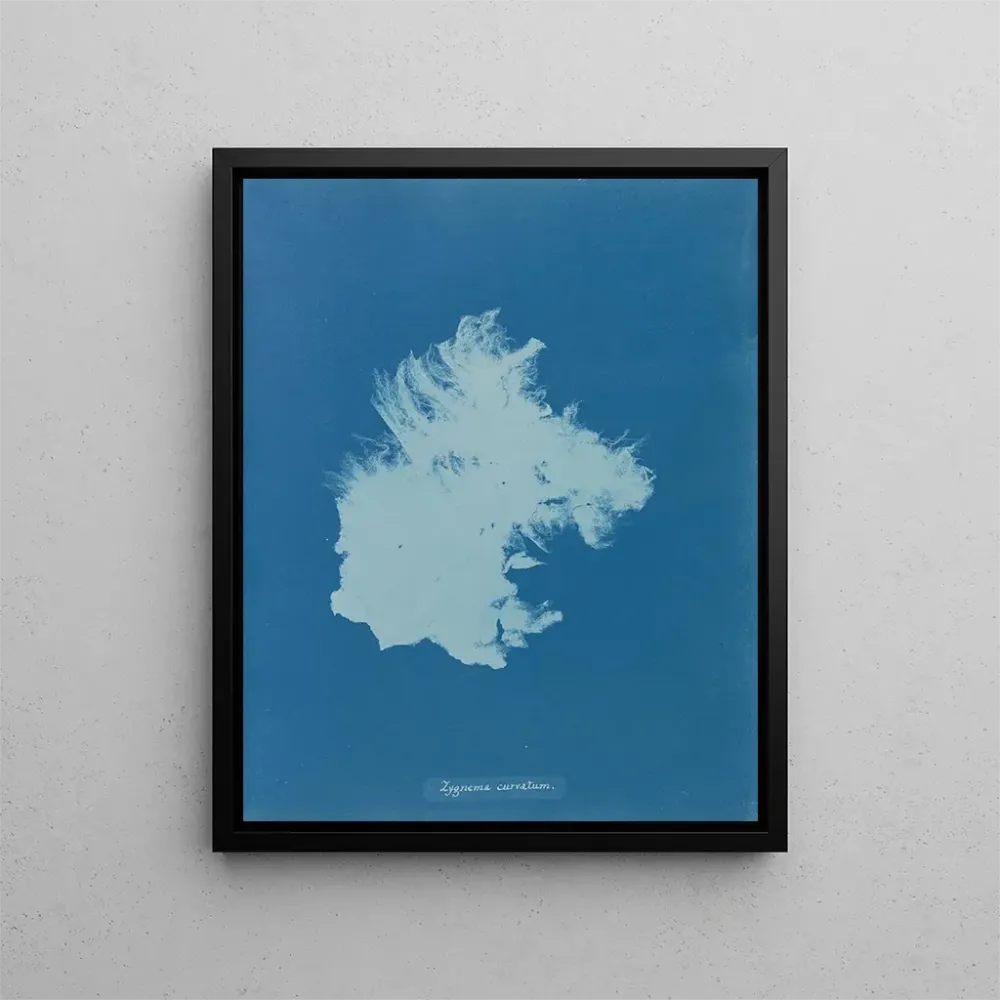 Gemälde Zygnema courbé - Anna Atkins | Kunstdruck
