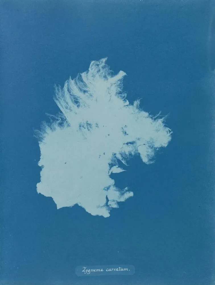 Gemälde Zygnema courbé - Anna Atkins | Kunstdruck