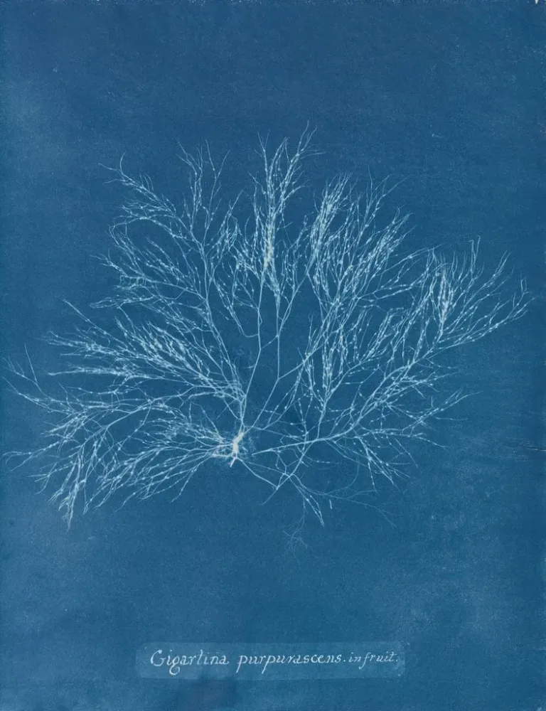 Großes lila Rosen-Gemälde Frucht - Anna Atkins | Kunstdruck