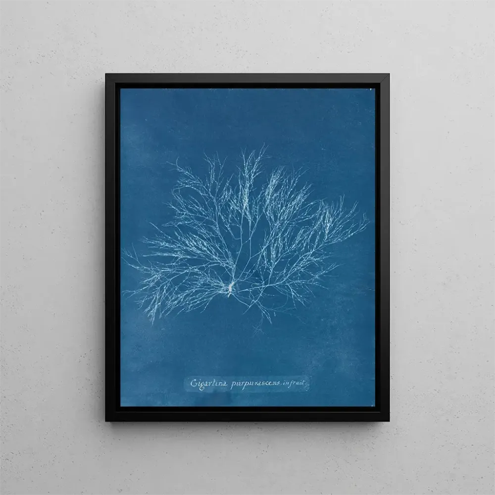 Großes lila Rosen-Gemälde Frucht - Anna Atkins | Kunstdruck
