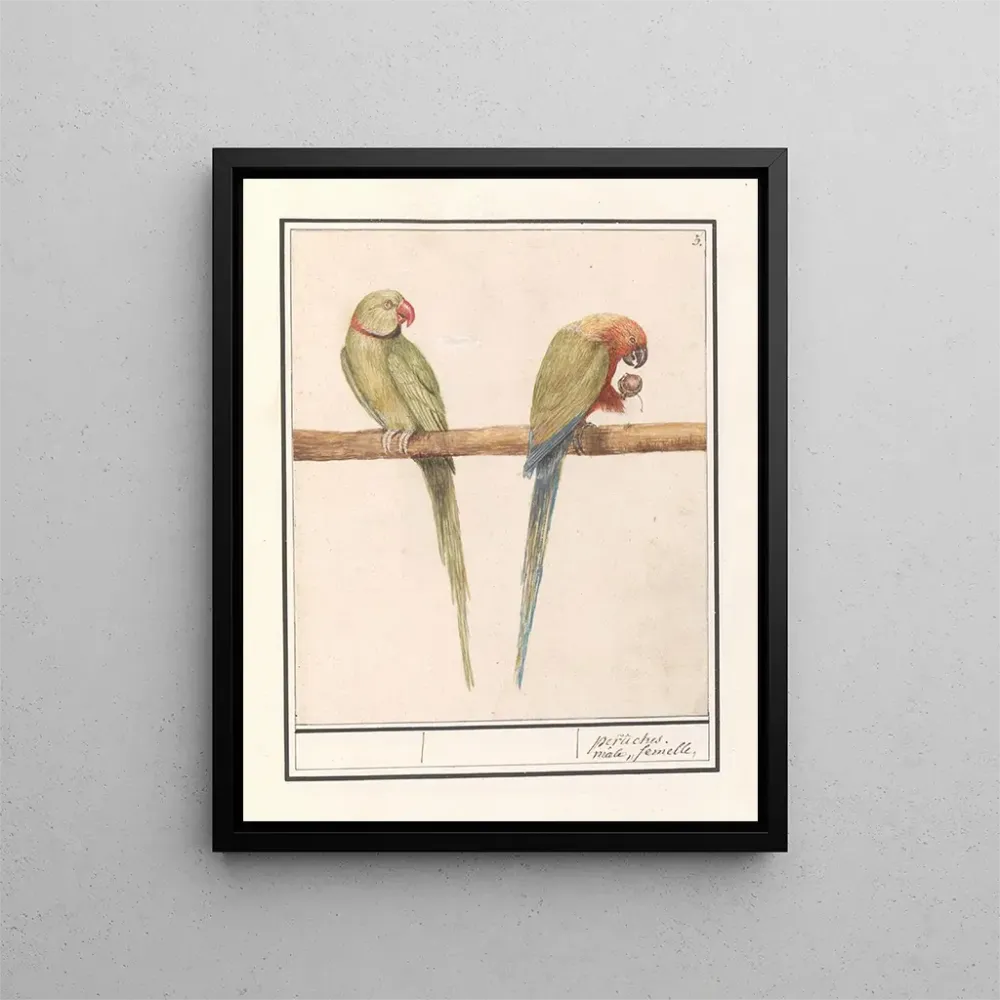 Großes Papageien-Gemälde von Alexandre Psittacula eupatria und kleine Papageien von Alexandre Psittacula alexandri - Ansel...