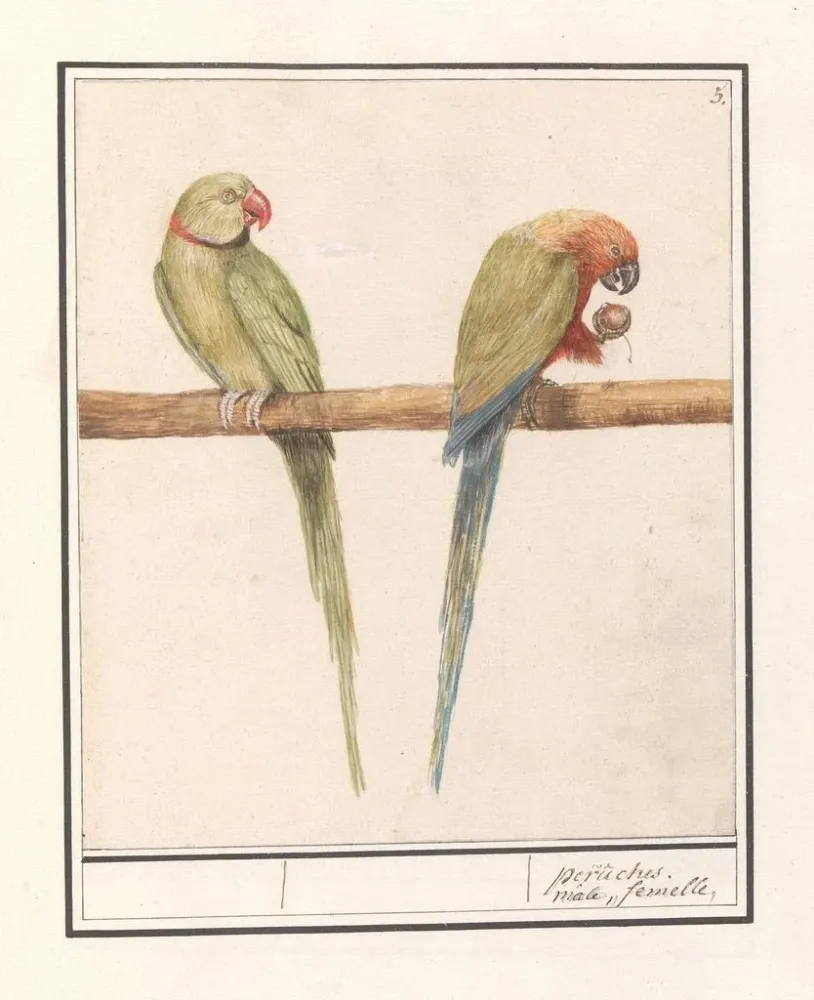Großes Papageien-Gemälde von Alexandre Psittacula eupatria und kleine Papageien von Alexandre Psittacula alexandri - Ansel...