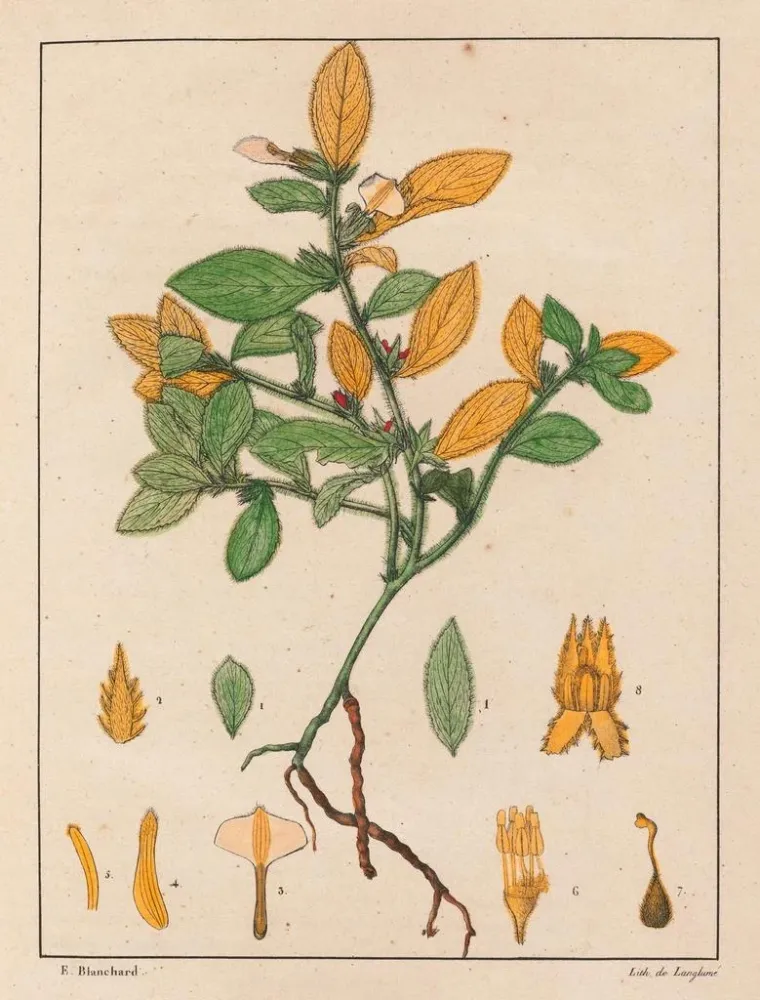 Ionidium ipecacuanha - Auguste de Saint-Hilaire Gemälde