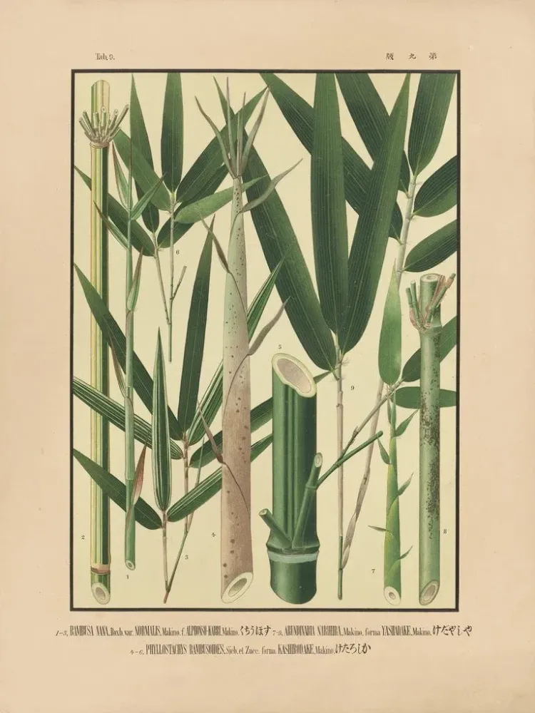 Japanische Bambus-Ikonen Gemälde Pl09 - Yasuyoshi Shirasawa | Kunstdruck