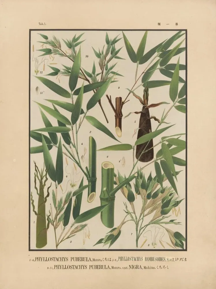 Japanische Bambus-Ikonen Nihon chikurui zufu Pl01 - Yasuyoshi Shirasawa | Kunstdruck