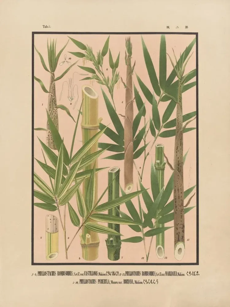Japanische Bambus-Ikonen Nihon chikurui zufu Pl02 - Yasuyoshi Shirasawa | Kunstdruck