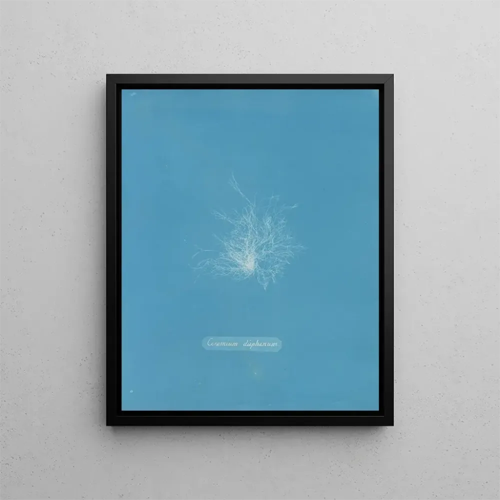 Keramik-Gemälde transparent - Anna Atkins | Kunstdruck