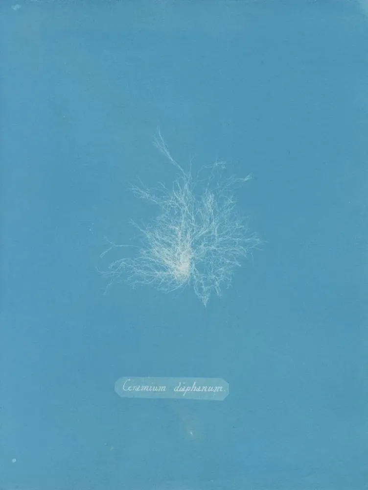 Keramik-Gemälde transparent - Anna Atkins | Kunstdruck