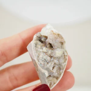 Kristallisierte AngelAura Muschel . Schnecke 65 Mio Jahre alt ca. xxcm [xx]- aus Indien RARE