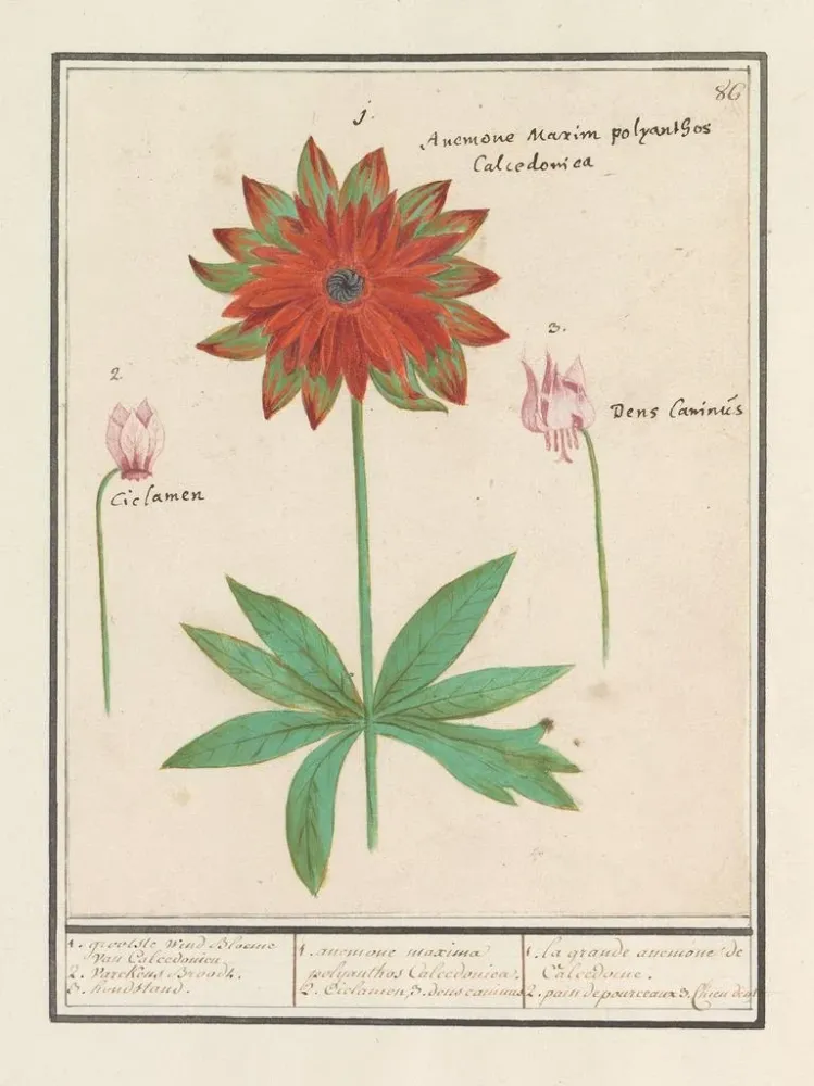 Kunstdruck Anemone émone Cyclamen und Hundeständer Erythronium - Anselmus Botius de Boodt