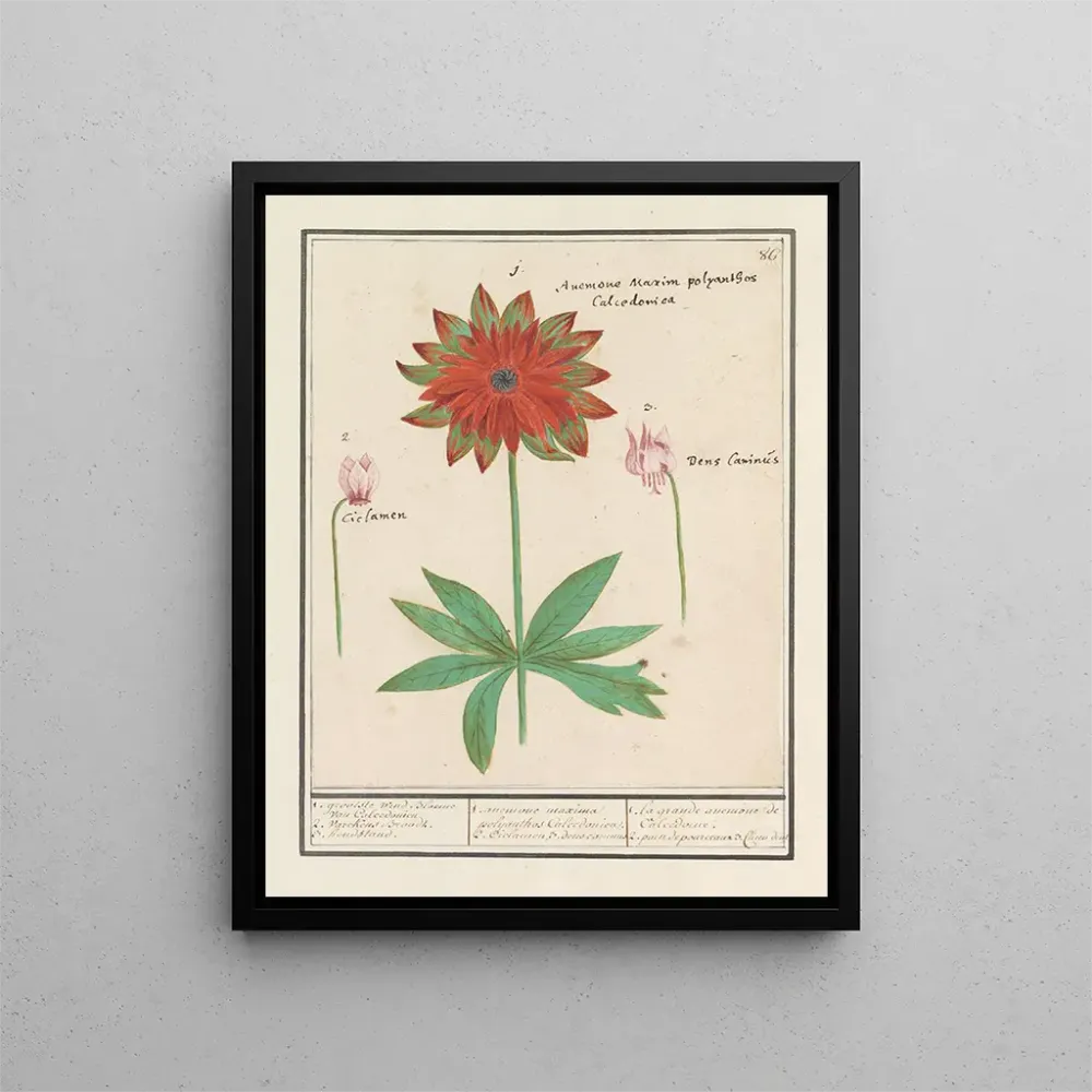 Kunstdruck Anemone émone Cyclamen und Hundeständer Erythronium - Anselmus Botius de Boodt
