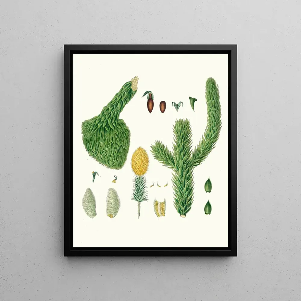Kunstdruck Araucaria imbricata, Chili-Pin - Aylmer Bourke Lambert | Kunstdruck