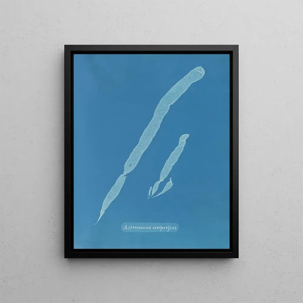 Kunstdruck Asperococcus comprimé - Anna Atkins | Reproduktion
